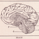Pictured: Brain.